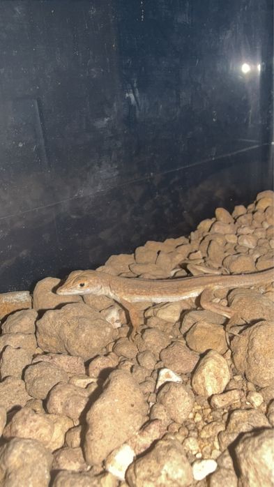 Jaszczurka Acanthodactylus scutellatus