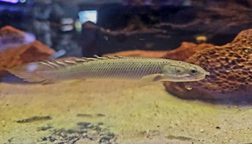 Polypterus senegalski