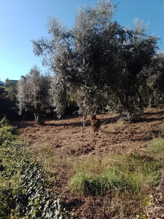 Terreno agricula