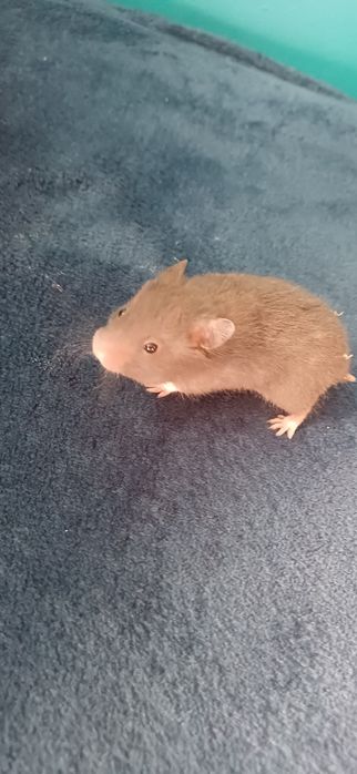 Chomiki Syryjskie