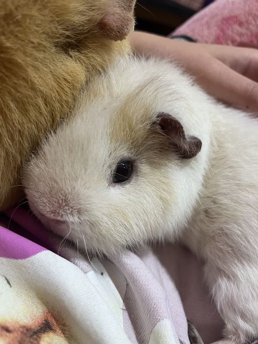 Samiec świnki morskiej teddy