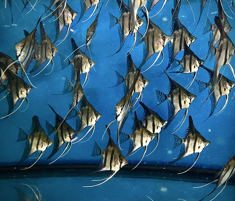 Skalary Rio Nanay F2