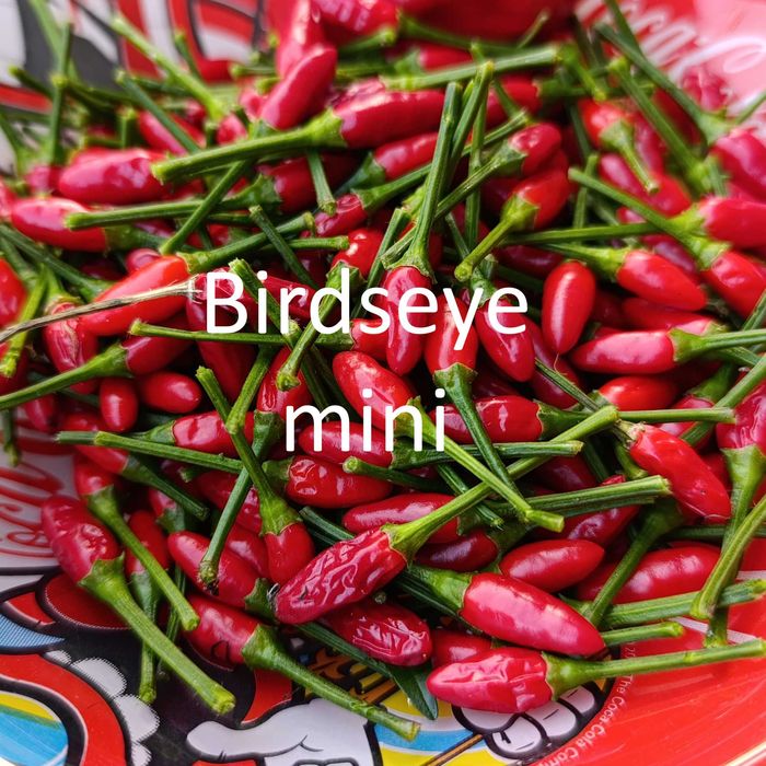 Sementes Pimentas64584708574849122