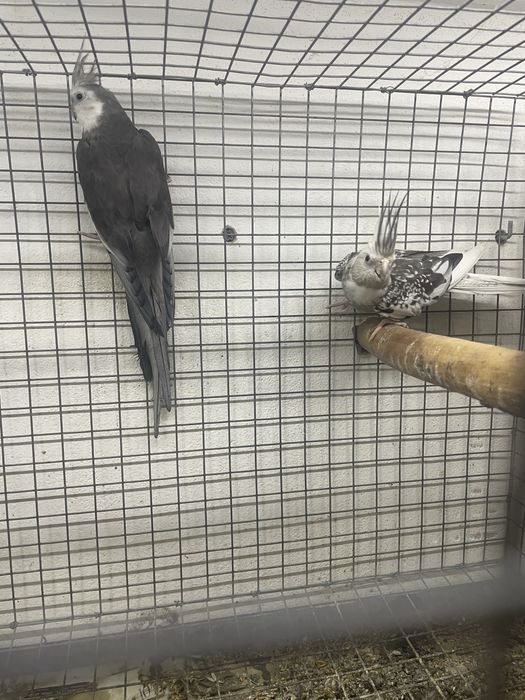 Casal caturras adulto