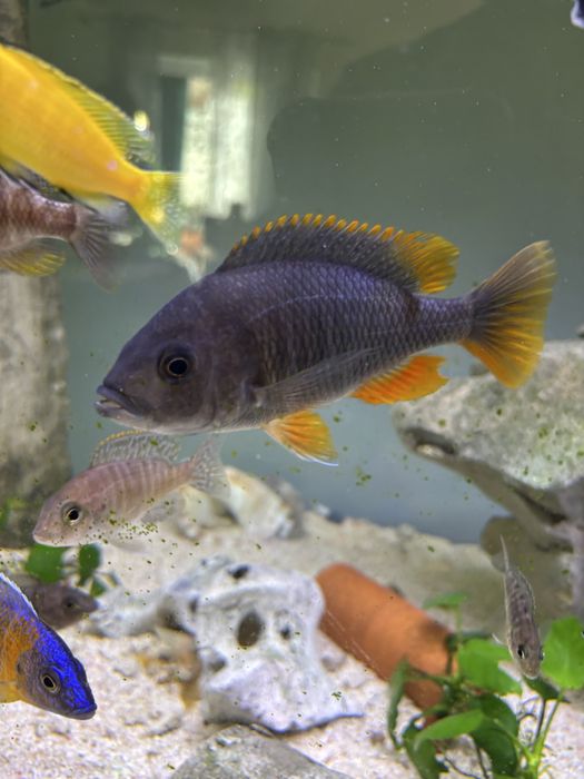 Casal reprodutor Red Fin Kadango importado Aquagahause