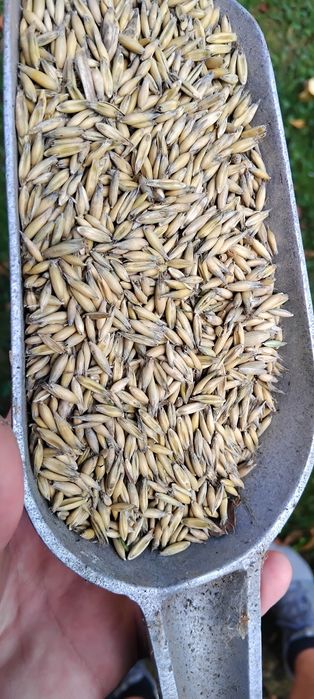 Owies jary odmiana Poker. Pierwszy zbiór po centrali.