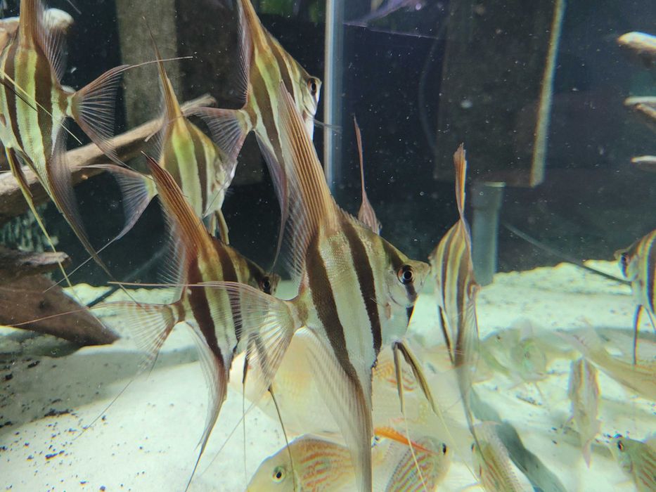 Pterophyllum altum