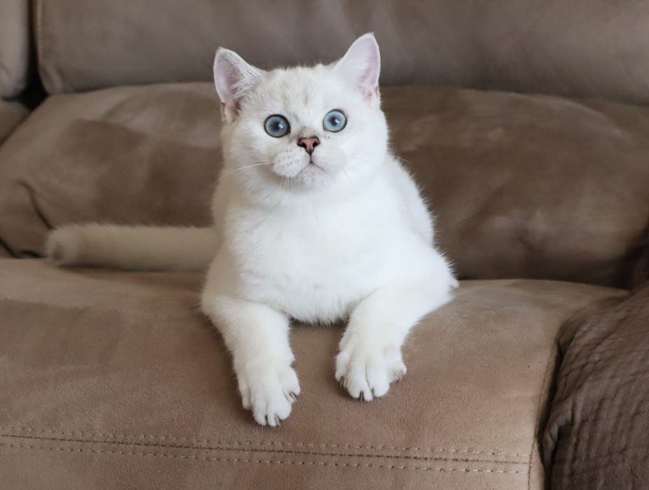 British  Shorthair  silver