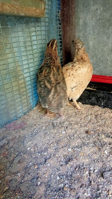 Ovos de codorniz caseiros e criadas de forma natural