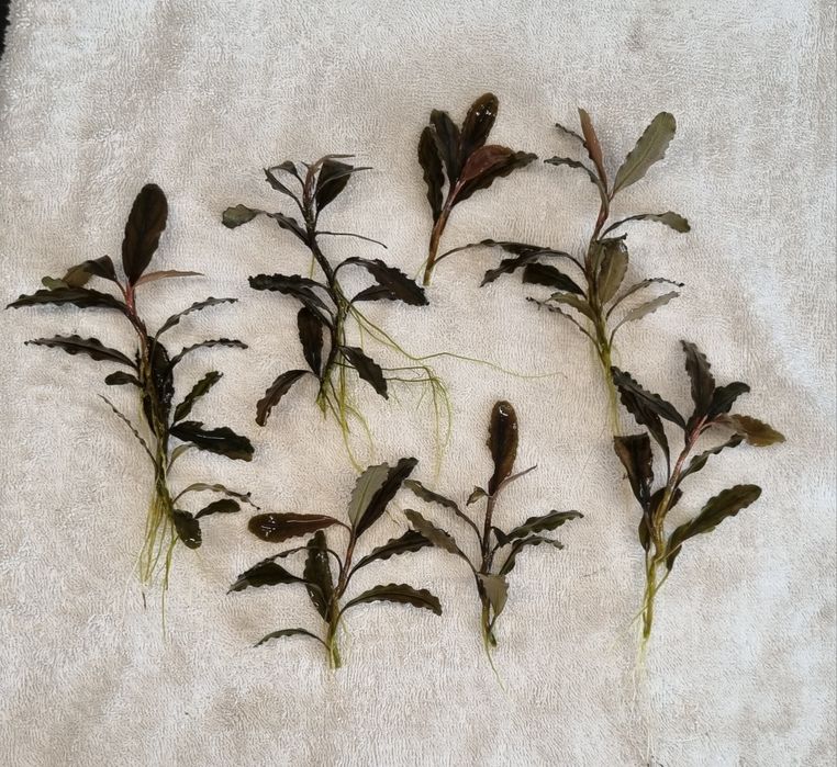 Bucephalandra Theia