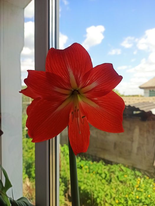 Гіпеаструм   вазон