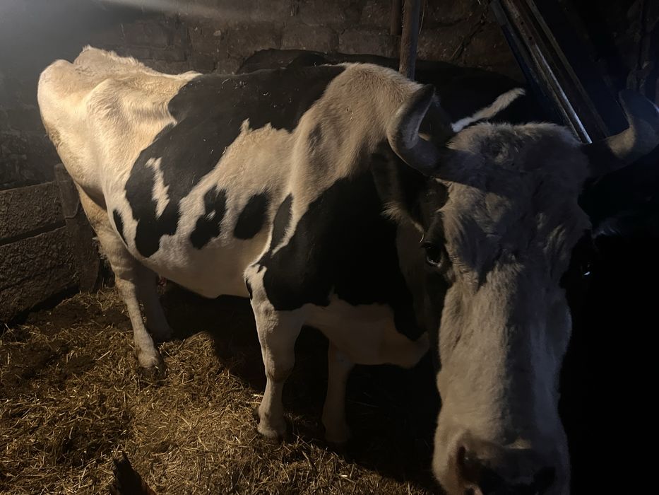 Продається 2 тільні корови та Теличка