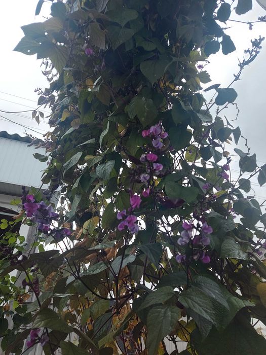 Насіння квітів доліхос