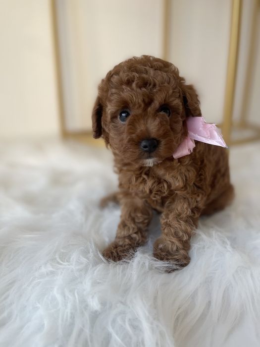 VIP Той-Пуделі — Гарантовано закохаєтесь з першого погляду