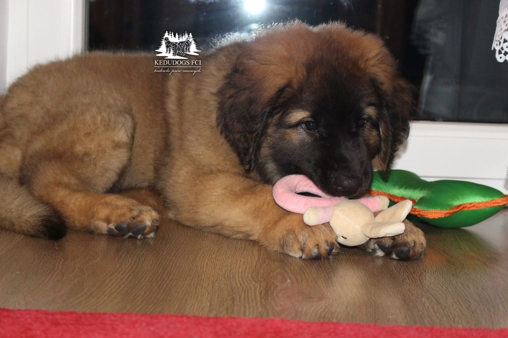 Leonberger suczka *FCI* ZKwP* gotowa do odbioru