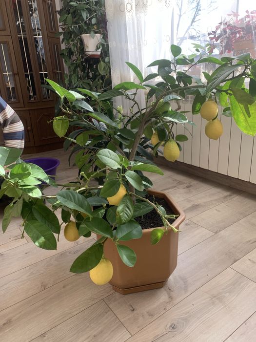 Лимон кімнатний