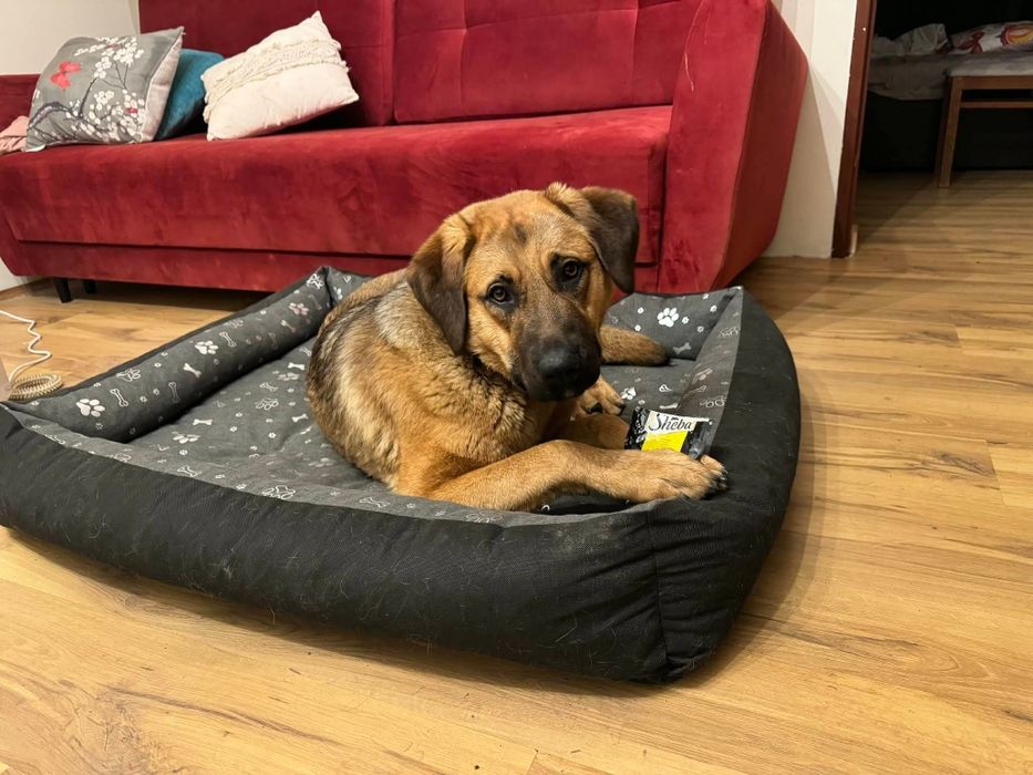 Mloda suczka do adopcji