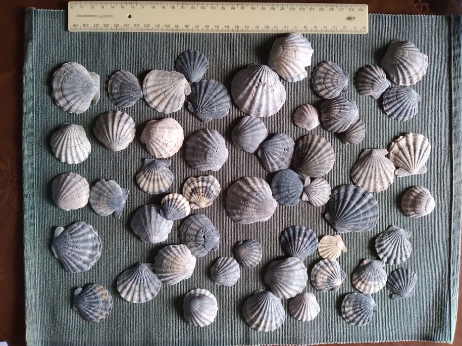 Лот Мушлі морскі ракушки гребінці