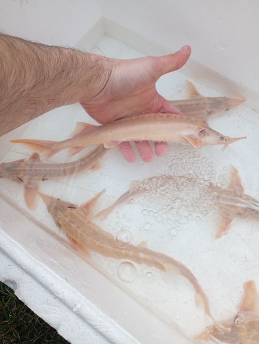 Amur narybek /kroczek. Lin , Okoń , Karp , Jesiotr.