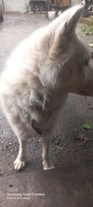 Білий  хаскі, хлопчик