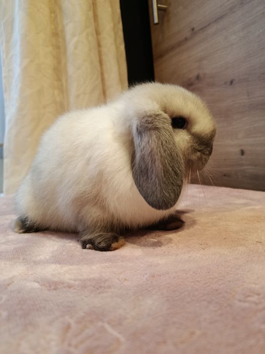 Mini lop samczyk królik króliczek baranek seal point