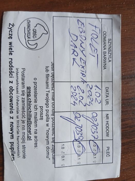 2 Szynszyle czarny i fiolet