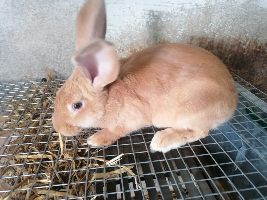 Coelho Macho F1 hycole - 3 meses