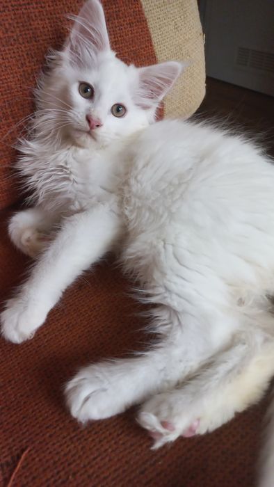 Biały kocurek Maine Coon PZF