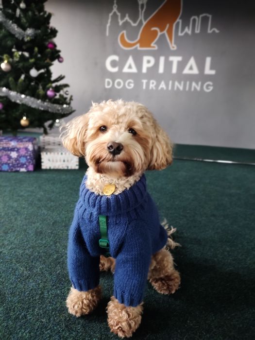 Кінолог Київ Дресирування Собак