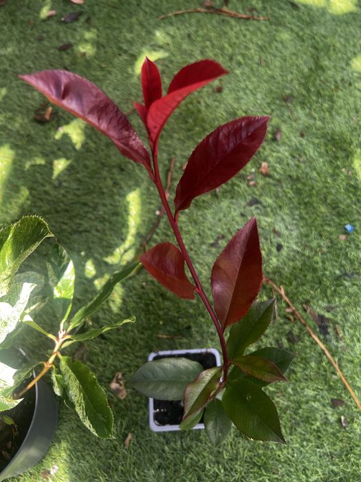Photinias para sebes