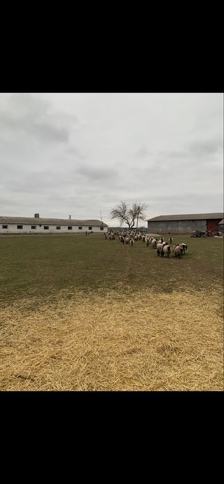 Ферма свиноферма вівчарня