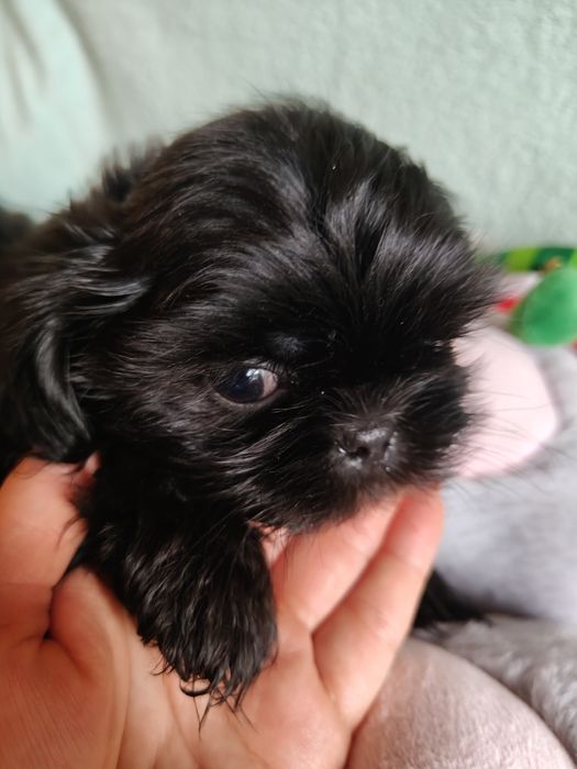 Czarny piesek shih tzu