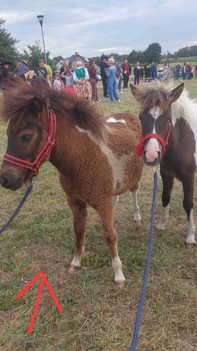 Sprzedam kucyka ogierka!