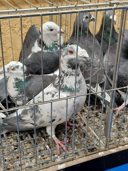 Gołębie staropolskie