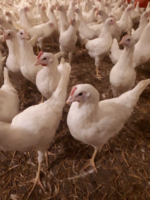 Kury nioski młode Rosa Messa Leghorn z jajkiem z wolnego wybiegu.