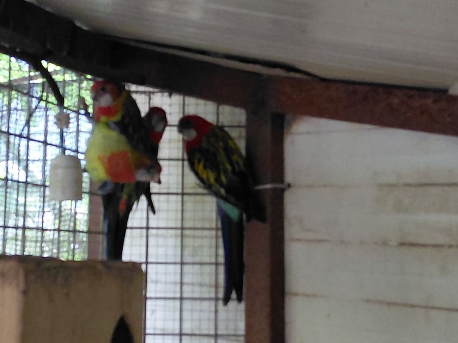 Loris Roselas e Ring necks