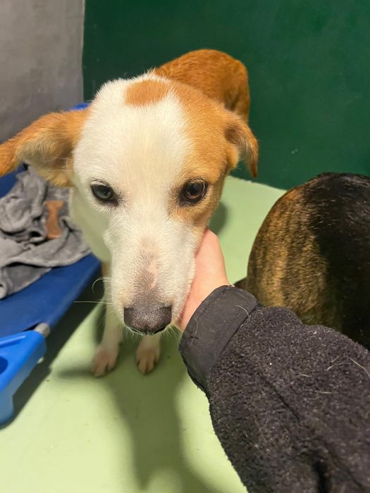 COOKIE - cachorro para adoção responsavel