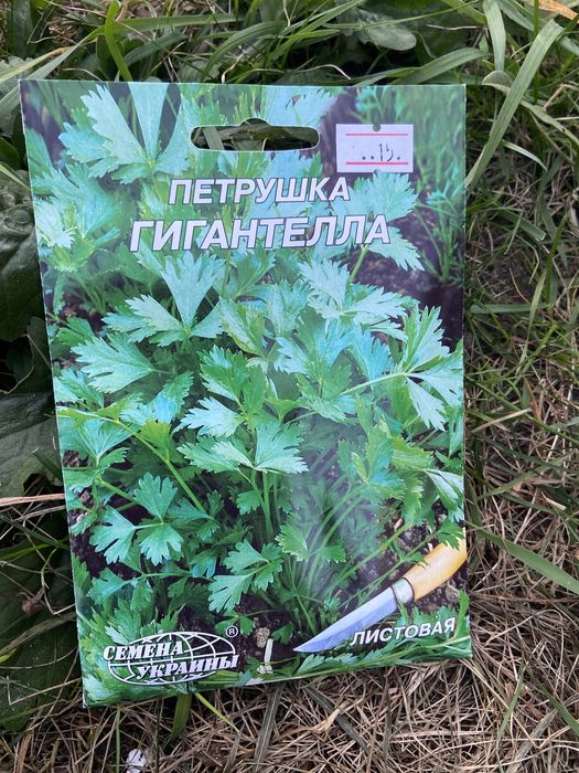 Петрушка Насіння