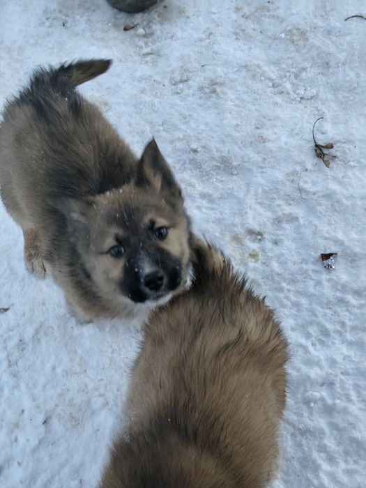 Отдам щенков в добрые руки