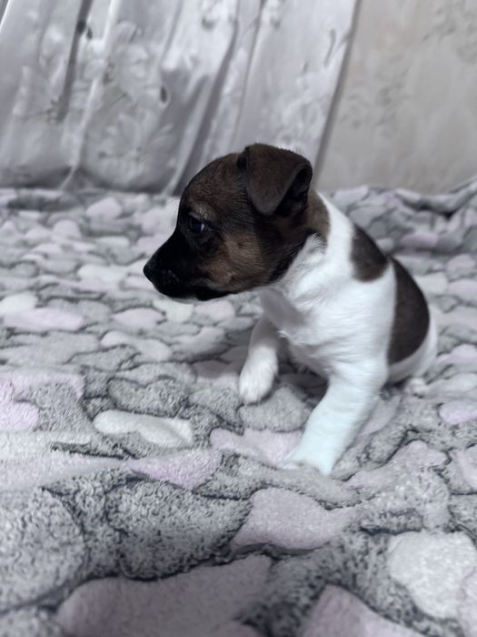 Цуценя Джек Рассел