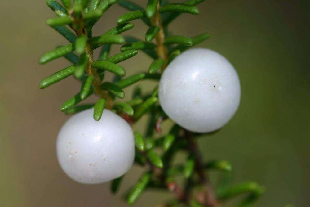 20 Sementes Camarinha (Corema album)