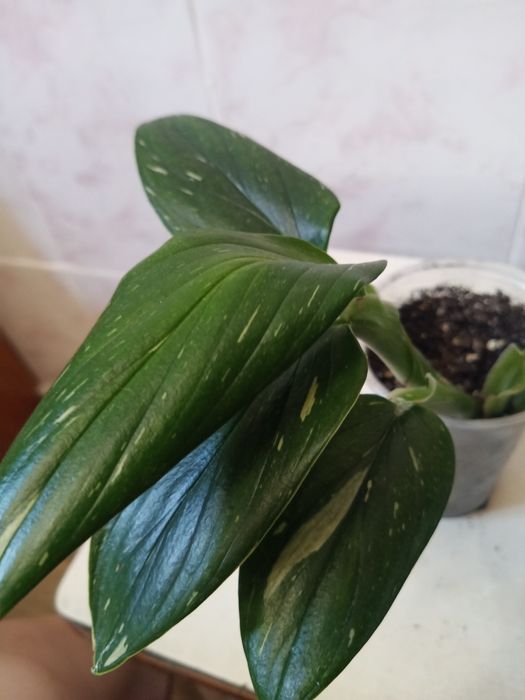 Филодендрон кобра.