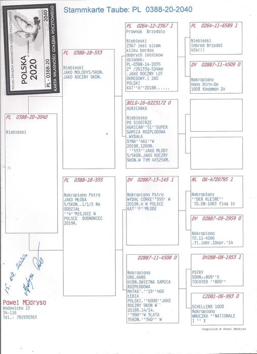 Młode para 120 Oryg. P. Mędrysa lotnikach gołąb gołębie pocztowe