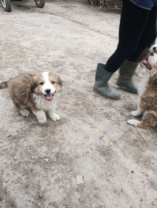 Pieski Mix Berneński z Podhalańskim