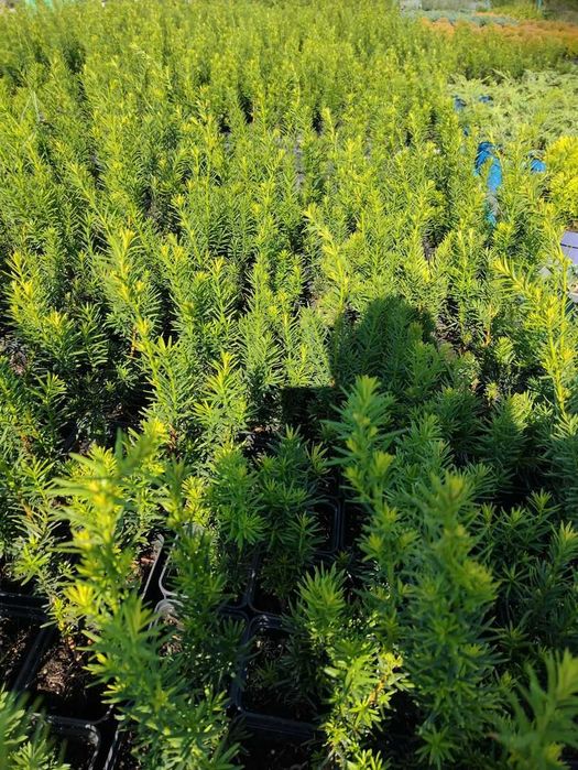 Cis pośredni 'Hicksii' na żywopłot