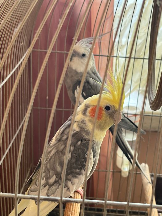 Papugi Nimfy para z klatką