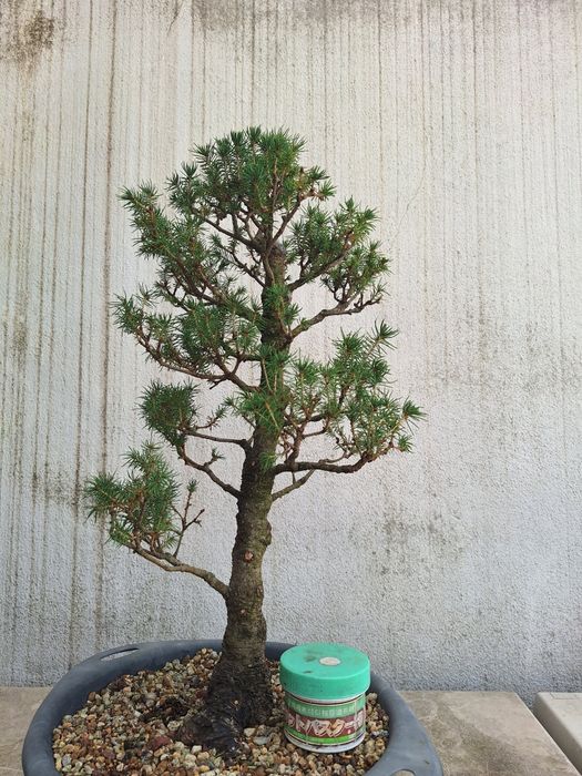 Bonsai picea glauca conica