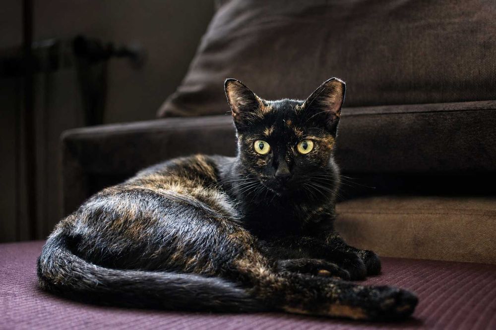 ESTERILIZADA | Gatinha disponível para adoção muito responsável