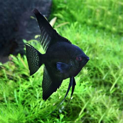 MISIEKZOO Skalary - Sklalary / W ofercie 8 odmian barwnych