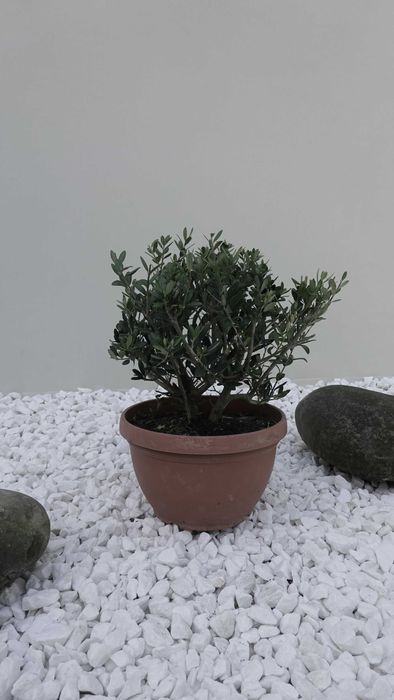 Олива європейська кущова бонсай bonsai Bush B20-25 Olea europaea Іспанія